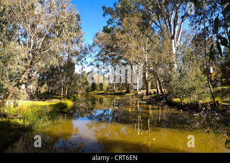 Un Anabranch del Fiume Murray, Wonga zone umide, Albury, Nuovo Galles del Sud, Australia Foto Stock