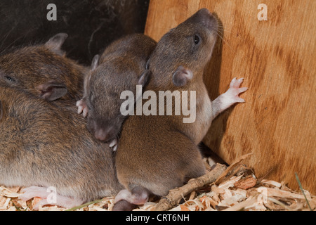 Marrone (Ratto Rattus norvegicus). Giovani, "Cuccioli", con occhi apertura a 13 giorni di età. Foto Stock