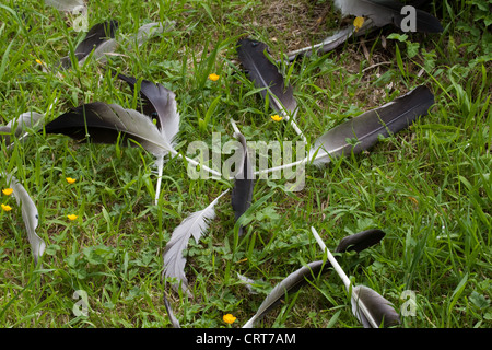 Comune o gru eurasiatica (grus grus). Primario, secondario, terziario piume volo, tutti moulted mentre preening. Flightless. Foto Stock