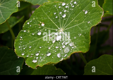 Vini spumanti di gocce di acqua su un fiore nasturtium leaf dopo una doccia guardando come talloni , perle o diamanti Foto Stock