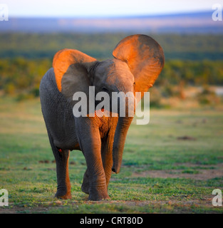 Baby Elephant (sfocatura dovuta a otturatore lento - volto a fuoco) Addo Elephant National Park - Sud Africa Foto Stock