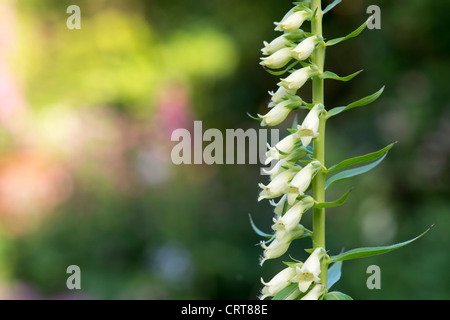 Digitalis lutea. Piccolo giallo Foxglove. Foxglove paglia Foto Stock