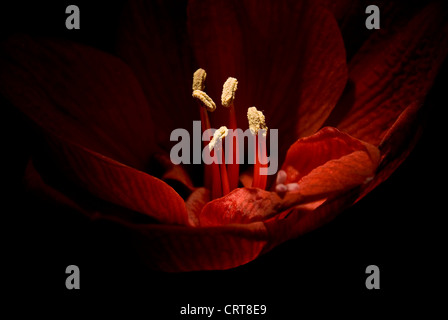Bellissimo fiore rosso con una luce speciale e sfondo nero Foto Stock