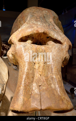 Cranio fossile di un gigante di mammut colombiano (Mammuthus columbi). Pleistocene età. Foto Stock