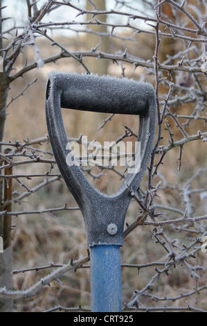 Maniglia a forcella ricoperti di un leggero frost appoggiata contro il prugnolo hedge Foto Stock