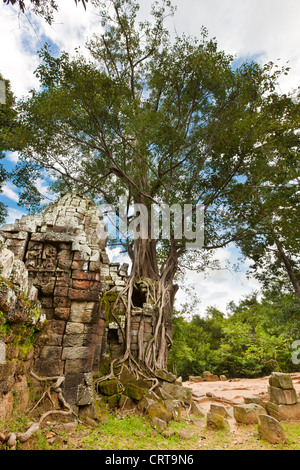 Ta Som, un piccolo tempio di Angkor, Cambogia Foto Stock