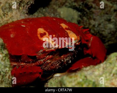 Splendida Spooner coral granchio (Etisus Splendidus). Foto Stock