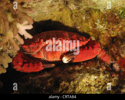 Splendida Spooner coral granchio (Etisus Splendidus). Foto Stock