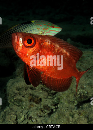 Crescent tail tonno obeso (Priacanthus hamrur). Prese a Ras Mohamed in Mar Rosso, Egitto. Foto Stock