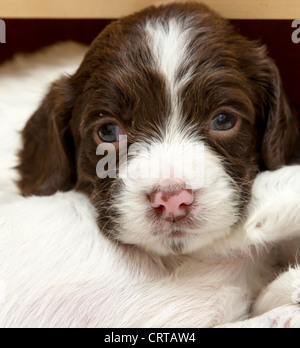 English Springer Spaniel cucciolo Foto Stock