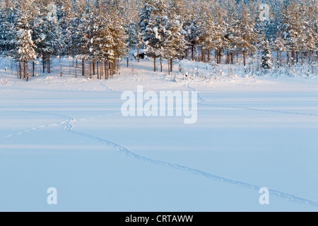 Eurasian Elk Alces alces le vie di tutta coperta di neve a campo Oulanka National Park, Kuusamo, Finlandia in febbraio. Foto Stock