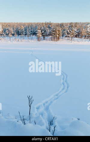 Eurasian Elk Alces alces le vie di tutta coperta di neve a campo Oulanka National Park, Kuusamo, Finlandia in febbraio. Foto Stock