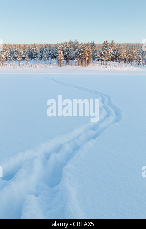 Eurasian Elk Alces alces le vie di tutta coperta di neve a campo Oulanka National Park, Kuusamo, Finlandia in febbraio. Foto Stock