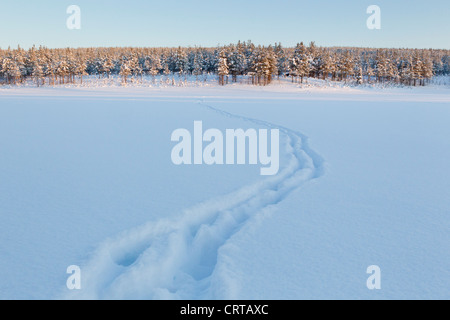 Eurasian Elk Alces alces le vie di tutta coperta di neve a campo Oulanka National Park, Kuusamo, Finlandia in febbraio. Foto Stock