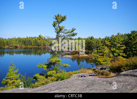 Ventoso pino e robusto rock di scudo canadese in Georgian Bay Islands National Park del Canada Foto Stock