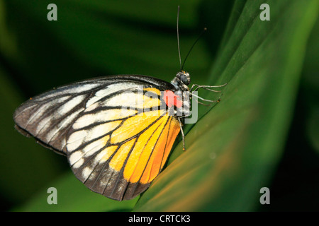 Dipinto di Jezebel butterfly (Delias hyparete metarete) su una foglia verde Foto Stock