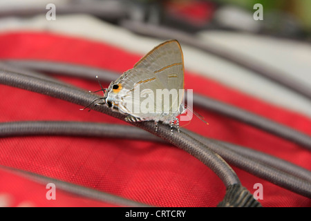 Il Royal Peacock butterfly (Tajuria cippi massenzio) su un zaino rosso Foto Stock