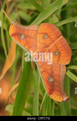 La seta Tarma (Antheraea frithi) su foglie verdi Foto Stock