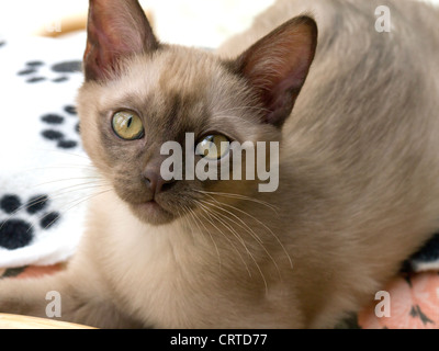 Croce birmano gattino asiatica Foto Stock