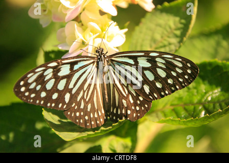 Vetroso scuro Tiger butterfly (Parantica agleoides) su fiori gialli Foto Stock