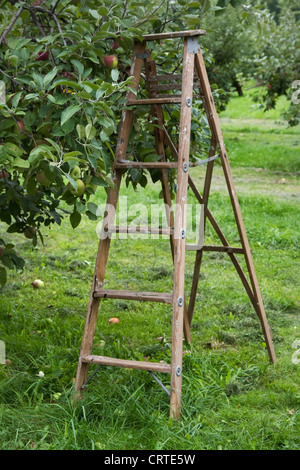 Scaletta vicino ad un albero di mele in un frutteto di Sainte Anne de Bellevue vicino a Montreal, Quebec Foto Stock