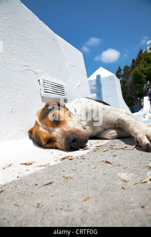 Tipico di Santorini iconico isola greca street dog pet tenendo fuori del sole caldo giorno dormendo sul cammino di Thira Foto Stock