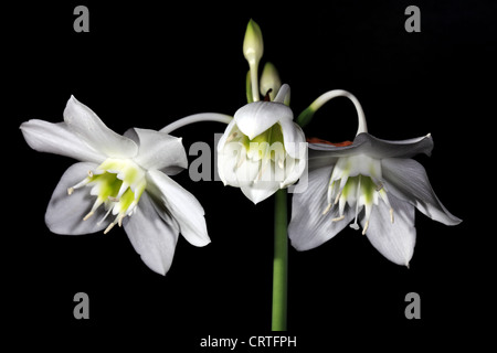 Amazon bianco fiore di giglio su sfondo nero (Eucharis grandiflora) Foto Stock