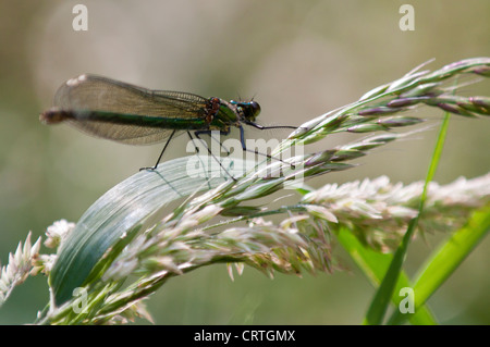 Nastrare Demoiselle (Calopteryx splendens) Foto Stock