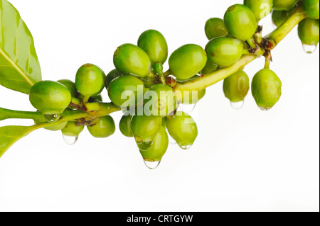 Gocce di acqua su acerbi chicchi di caffè Foto Stock