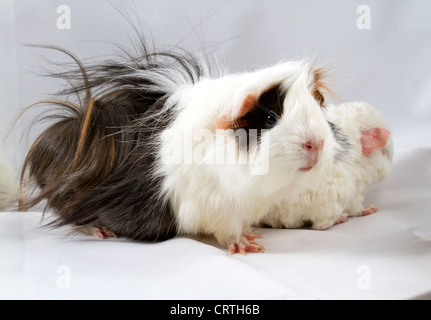 Peruviano in bianco e nero la cavia con il suo bambino Foto Stock