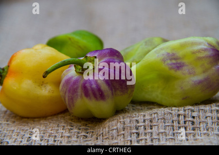 Aji Chombo noto anche come Scotch Bonnet pepe o peperoncino habanero Foto Stock