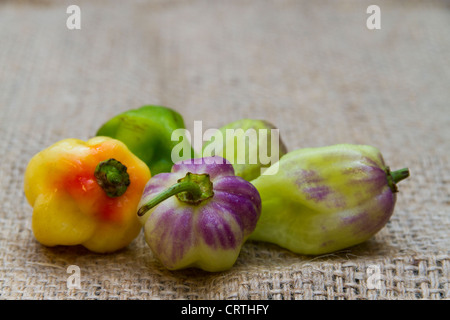 Aji Chombo noto anche come Scotch Bonnet pepe o peperoncino habanero Foto Stock