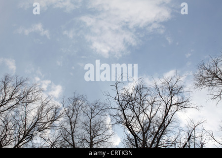 Alberi di pioppo senza foglie nella molla contro il cielo nuvoloso Foto Stock