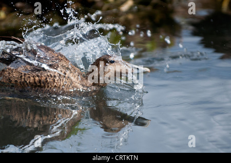 Eider duck (Somateria mollissima) spruzzi in acqua. Foto Stock