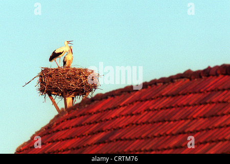 Cicogne nel loro nido su un tetto Foto Stock