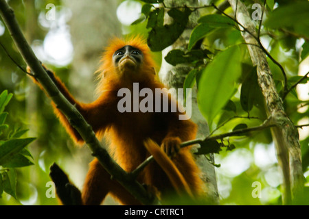 Wild Red Leaf monkey (Presbytis rubicunda) in Sabangau foresta, Kalimantan, Borneo. Foto Stock