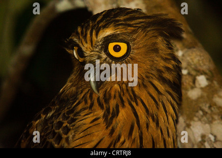 Wild Buffy pesce civetta (Bubo ketupu) in Sabangau foresta, Kalimantan, Borneo. Foto Stock