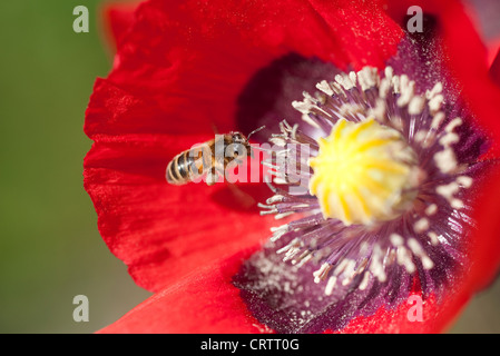 Western honey bee la raccolta del polline di papavero rosso fiore Foto Stock