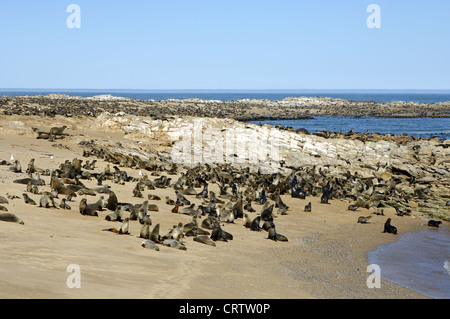 Capo le foche (Arctocephalus pusillus) Foto Stock