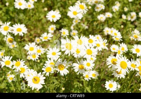 Campo di camomiles Foto Stock