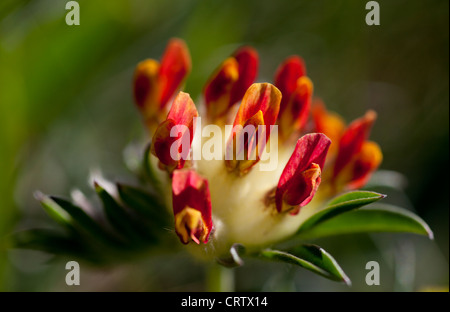 Rene rosso veccia(Anthyllis vulneraria) close-up. Foto Stock