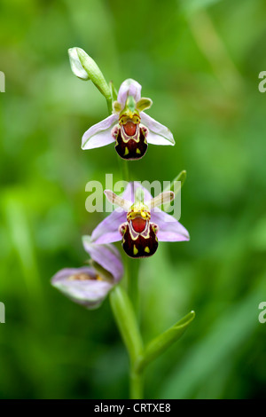 Due fiori su un Bee Orchid (Ophrys apifera) in ambiente selvaggio con un lussureggiante verde dello sfondo. Foto Stock