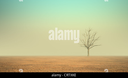 Un solitario albero morto in un deserto Foto Stock