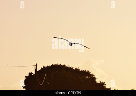 Seagull al tramonto Foto Stock