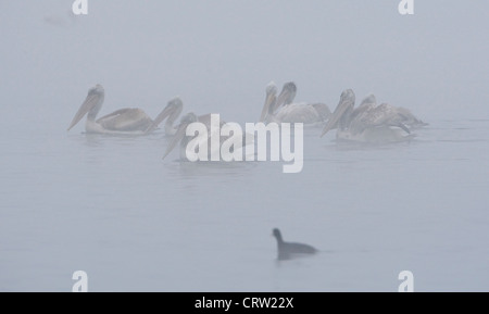 Dalmazia pellicani (Pelecanus crispus) nella nebbia Foto Stock