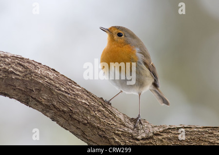 Robin Foto Stock