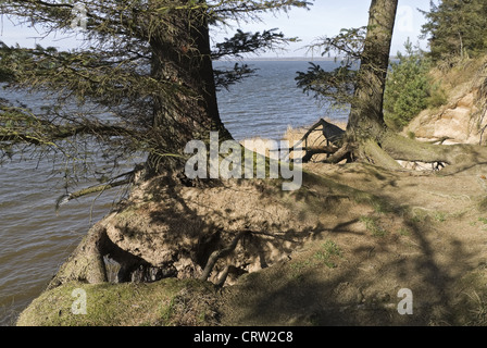 Sradicati Tree sulla spiaggia Foto Stock