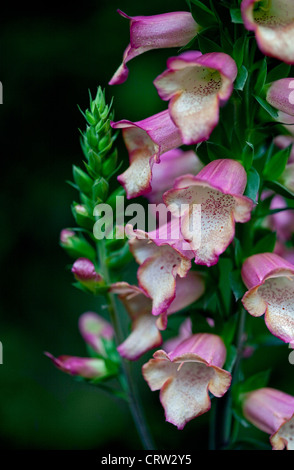 Foxglove rosa di illuminazione Foto Stock