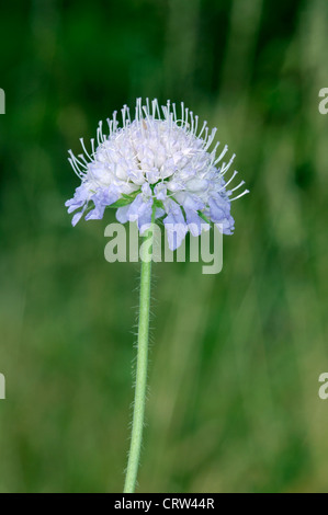 Campo Knautia SCABIOUS arvense (Dipsacaceae) Foto Stock