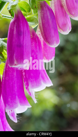 Chiudere l immagine della viola foxglove flower Foto Stock